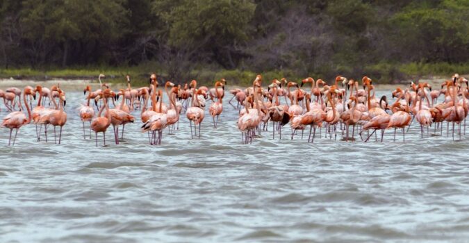 Birdwatching from Riohacha to Cartagena