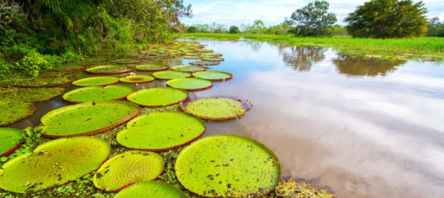 Amazon – Calanoa Reserve